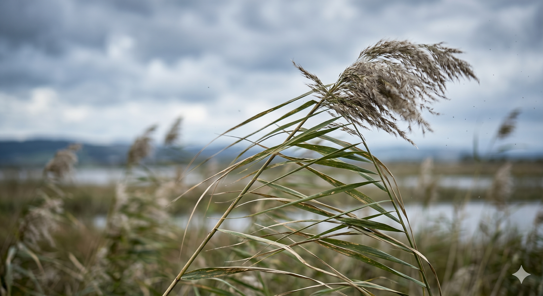 Did John the Baptist Doubt?
