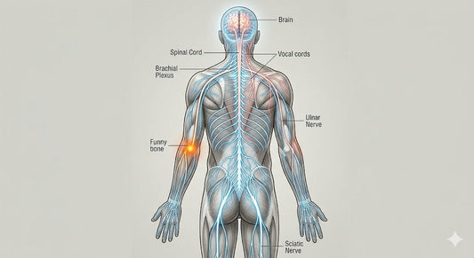 Prayer as the "Nervous System" of the Body of Christ